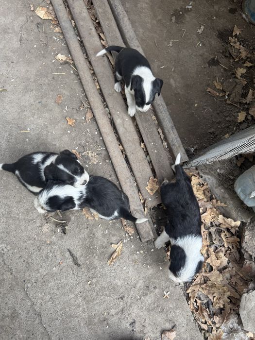 Отдам щенят русского спаниэля