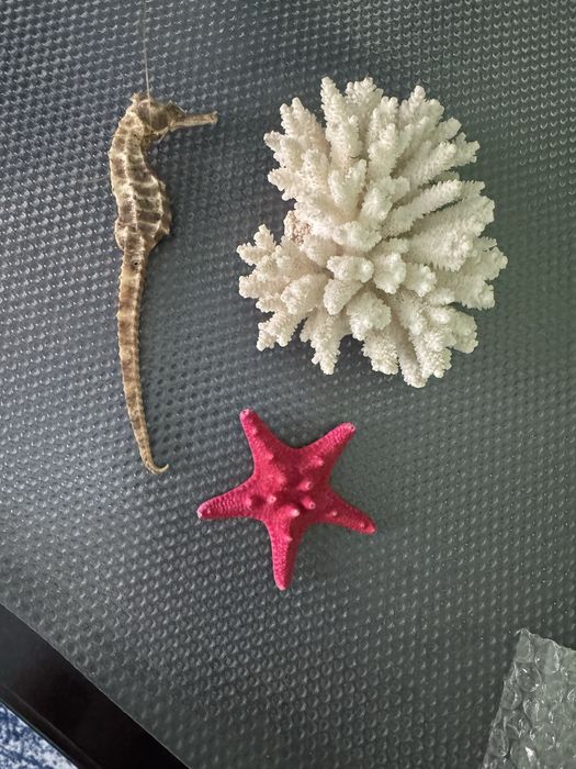 Coral, calit de mare si stea de mare