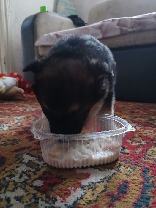 Отдам в хорошие руки