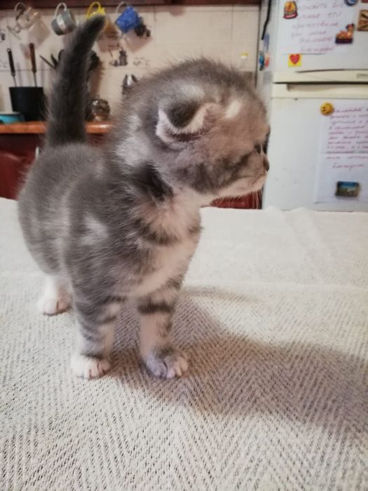 Продам Шотланских вислаушки ,Скоттиш  фолд !