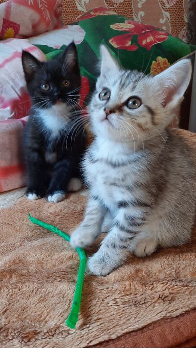 Котят Шатланских. СРОЧНО. Хорошая скидка в хорошие руки.