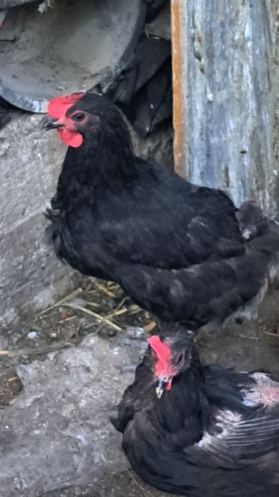 Доминант черный Д-109
[31.03,