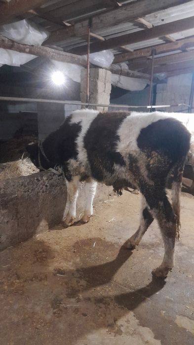 Өгіз сатылады еркек