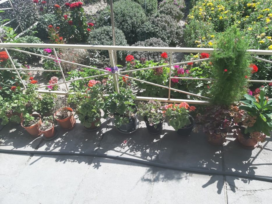 Фикус: (Макломе)