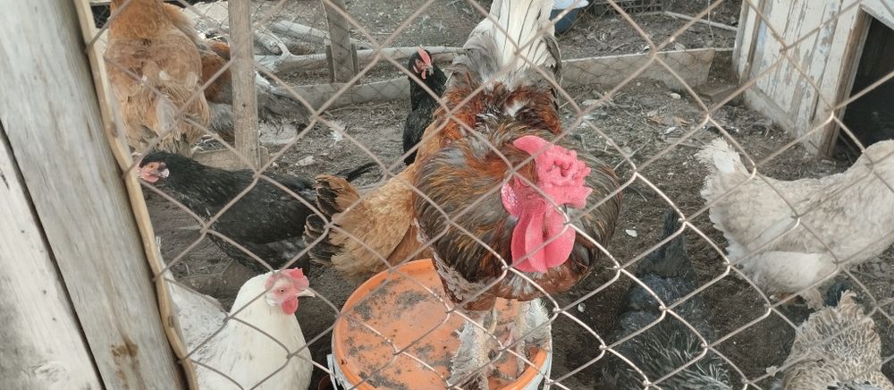 Продам домашних курей