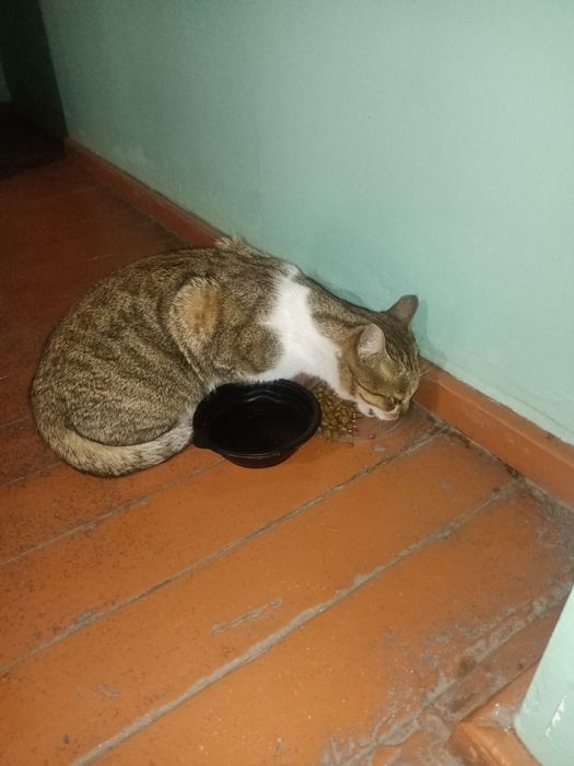 Котик в хорошие добрые руки