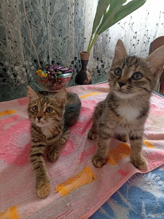 Отдам котят в добрые руки