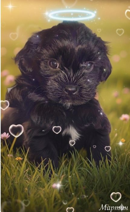 Мальтипу мальчик