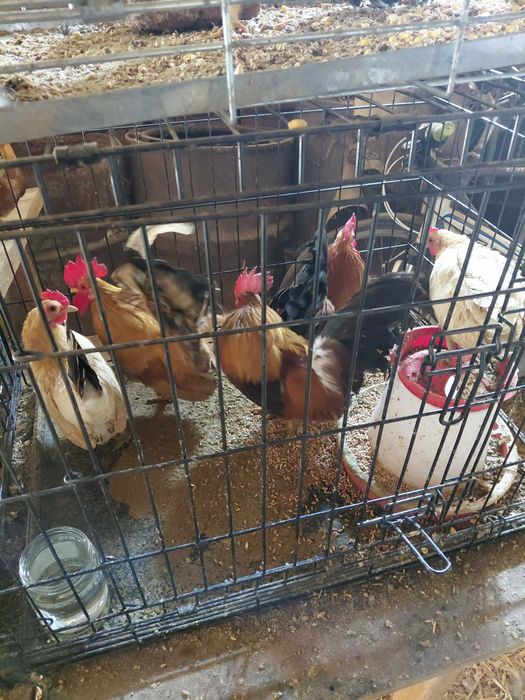 Кокошки и петли Шабо