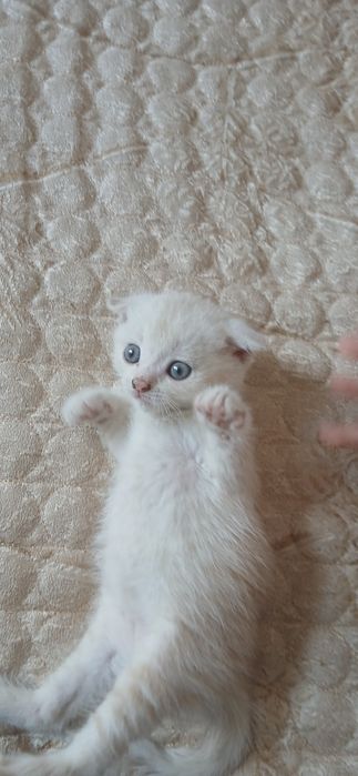 Котята вислоухие, британские