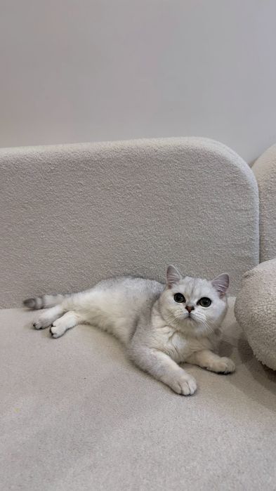 Котенок Британская Шиншилла
