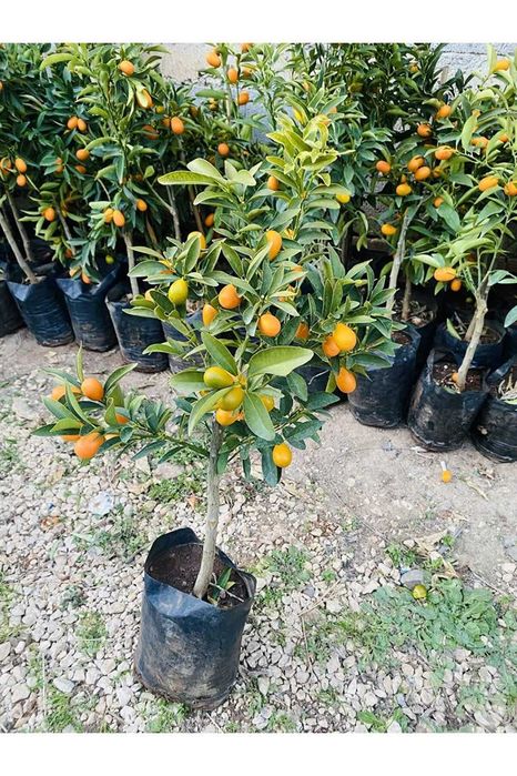 лимон, апилсин, мандарин, кумкуват, памела кўчатлар ишончли