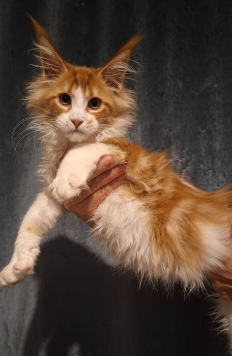 Мейн-кун котята из питомника