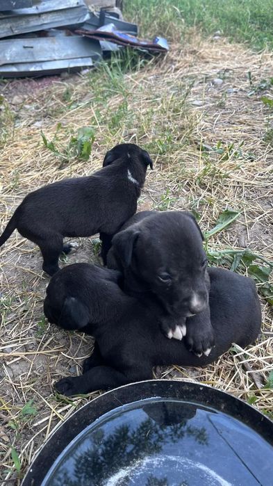 Щенки. Пидбуль. Продам