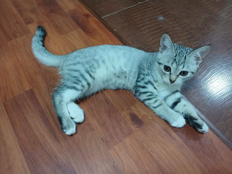 Отдам котят даром