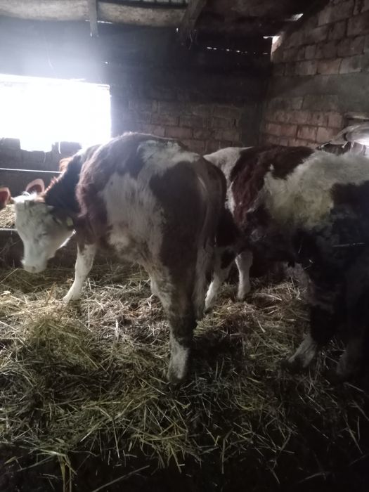 Vînd 3 vițele de un an