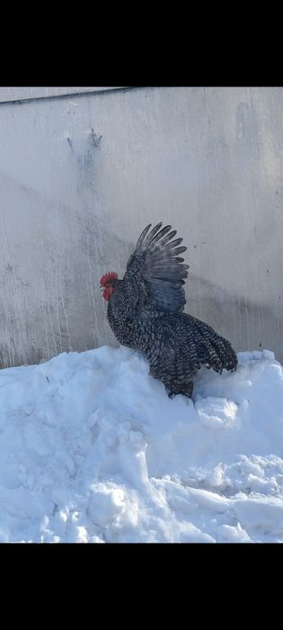 Продавам , разменям петли