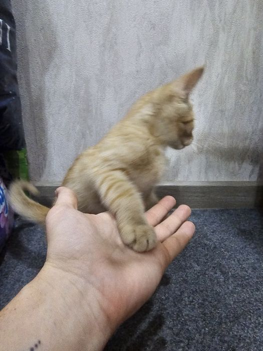 Рыжий Котёнок Мальчик в Добрые Руки!