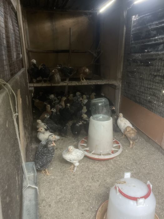 Балапан сатылады