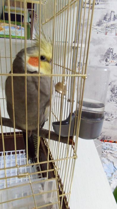 Хорошая птица, не больна, продаю, потому что у меня слишком много попу