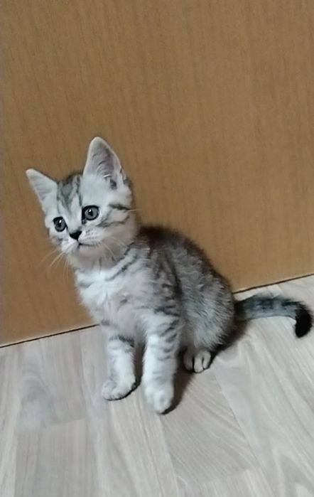 Скоттиш страйт. Котик.