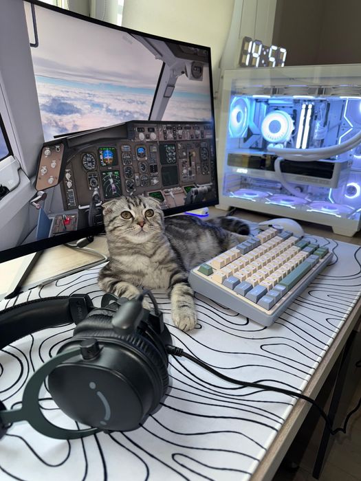 Кот. Порода Scottish Fold