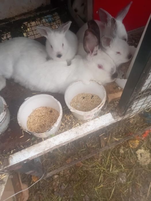 Продам калифорнийских кролят