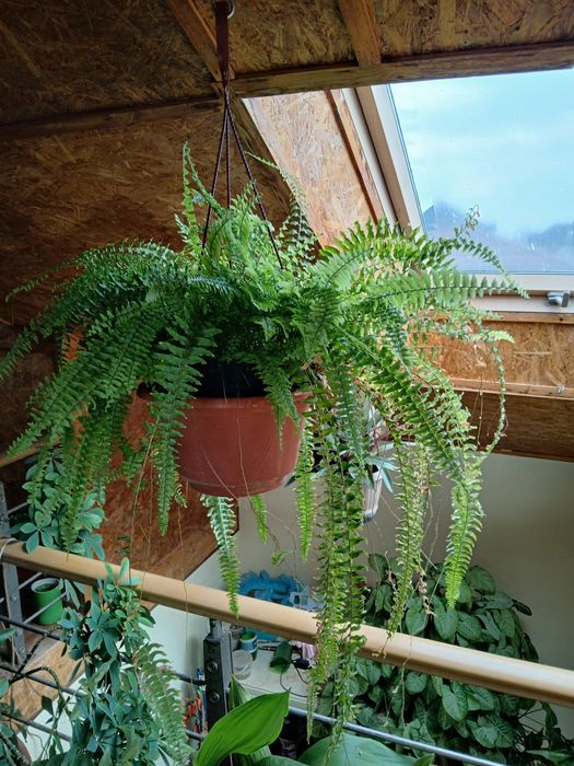 Продам комнатные цветы разные