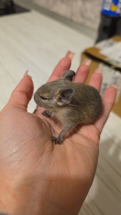 Vând veverite Degu