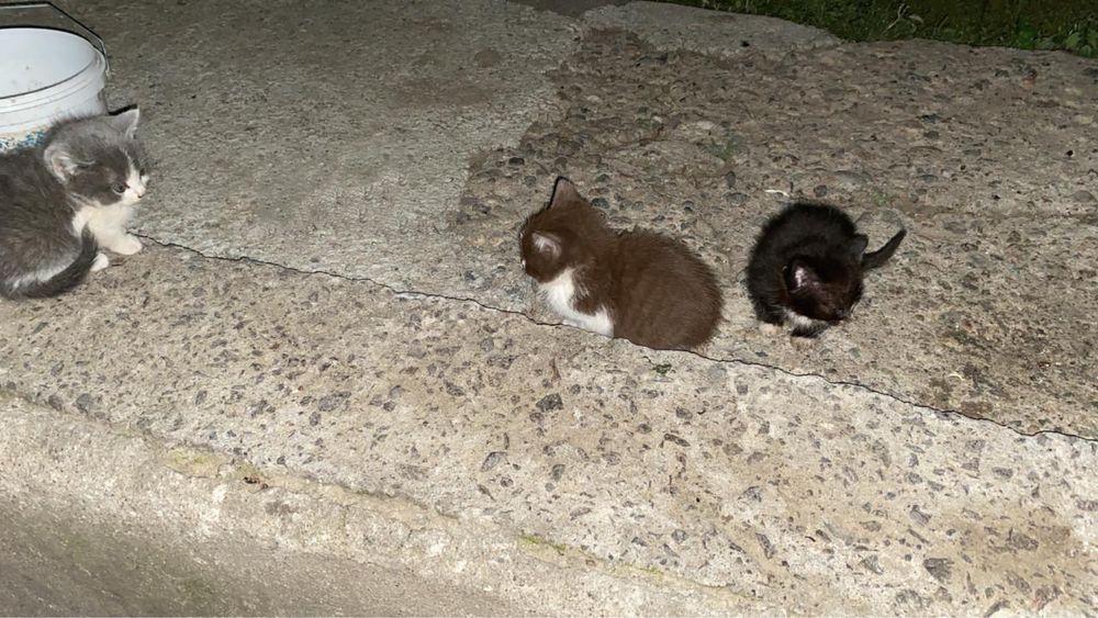 Продаются милые котята