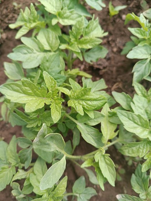 Памидор Көшет бар