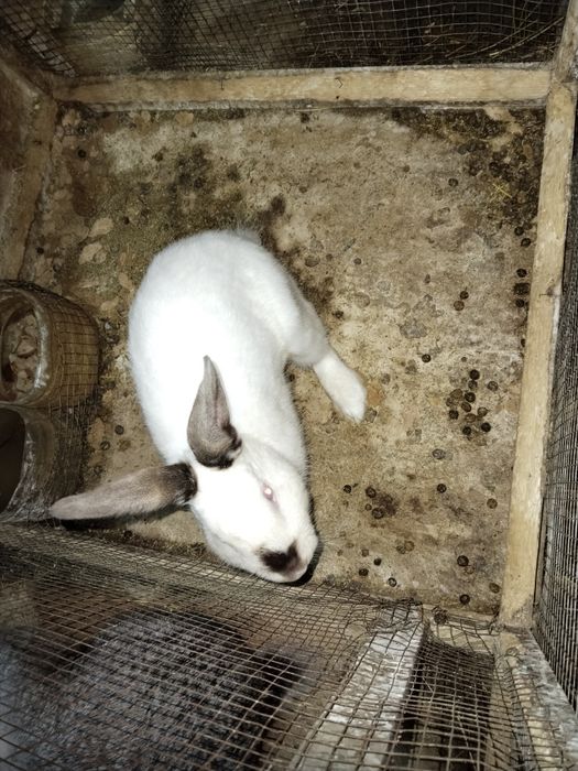 Quyonla sotiladi srochna