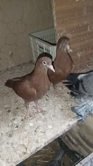 Голуби пискуны американцы