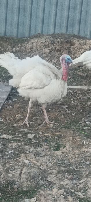 Продам молрдой индюк самец самец самец молрдой самец молрдой самец сам