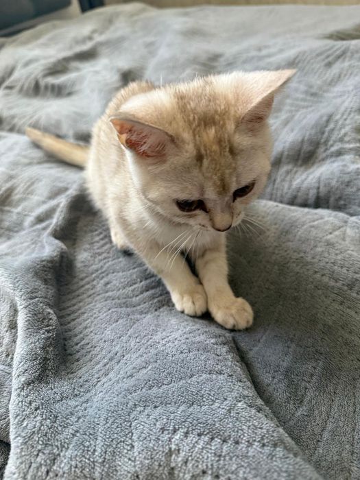 Милый        Котенок