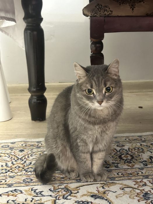 Отдаем кошку в добрые руки