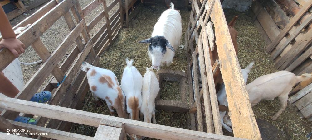 Vând doar iezi, caprele am nevoie pentru reproducere