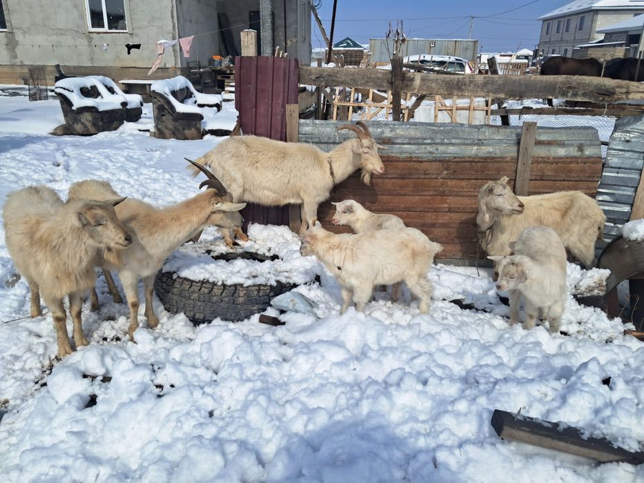 Зинин с козлятоми