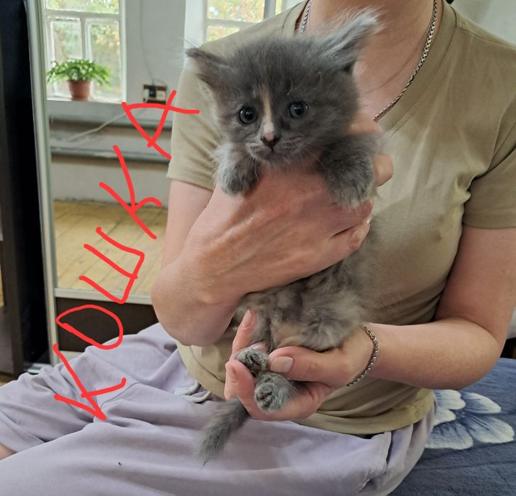 Кошечки в добрые руки