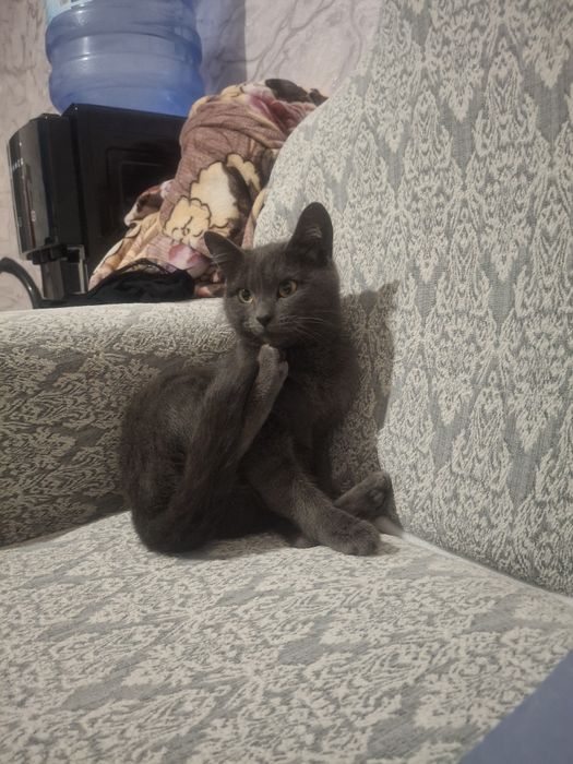 Кошка отдам даром