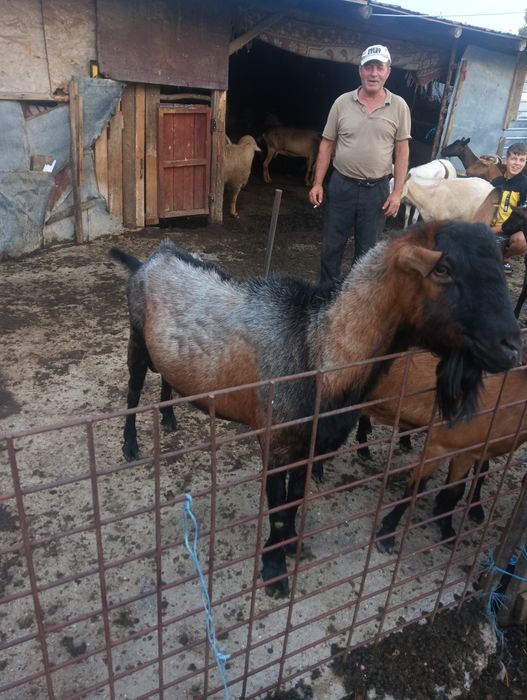 Vând țap alpin 1500lei negociabil