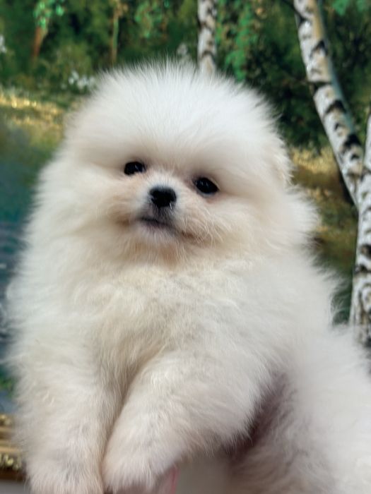 Шикарные мальчики померанчики