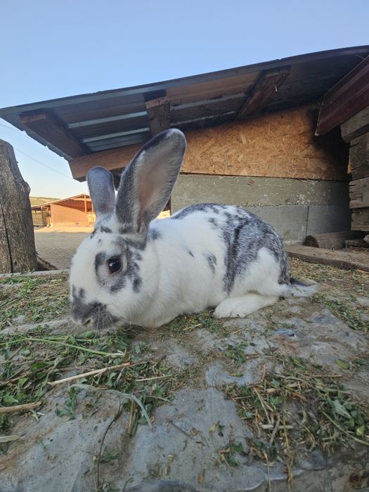 Iepure mascul metis 4,2 kg – 1 an, sănătos – 99 lei