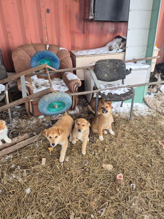 Пришли сами 4 щенка, отдаем