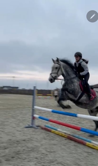 Vand Cal Pentru Echitație