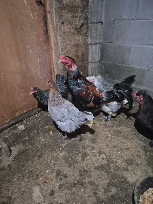 продам петуха пароды Дакан