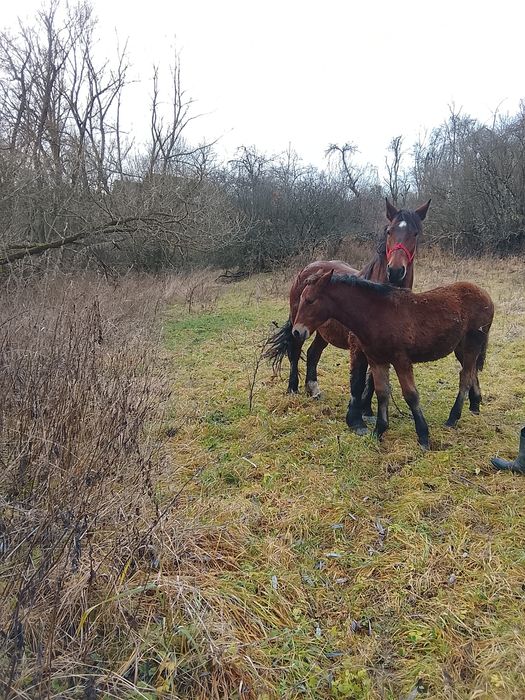 Vând mânz  mai multe detalii in privat la numarul de telefon