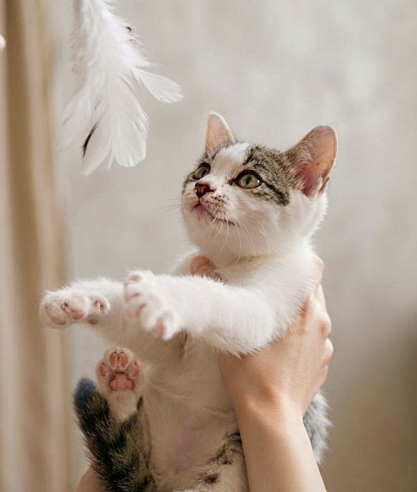 Котёнок в добрые руки!