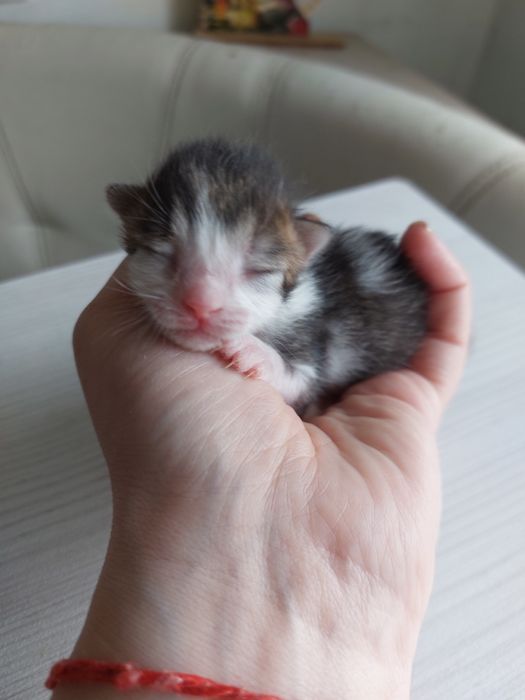 Даром кошечку и котят