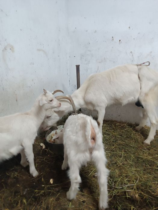 Продам дойную коза